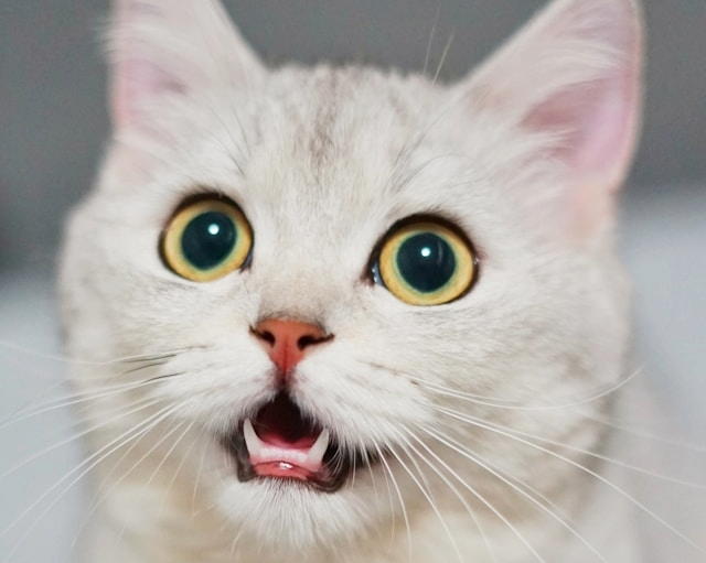 Picture for category Cat Staff Picks